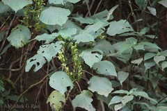 Gymnostachyum latifolium